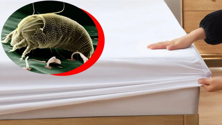 Eliminar los ácaros del colchón